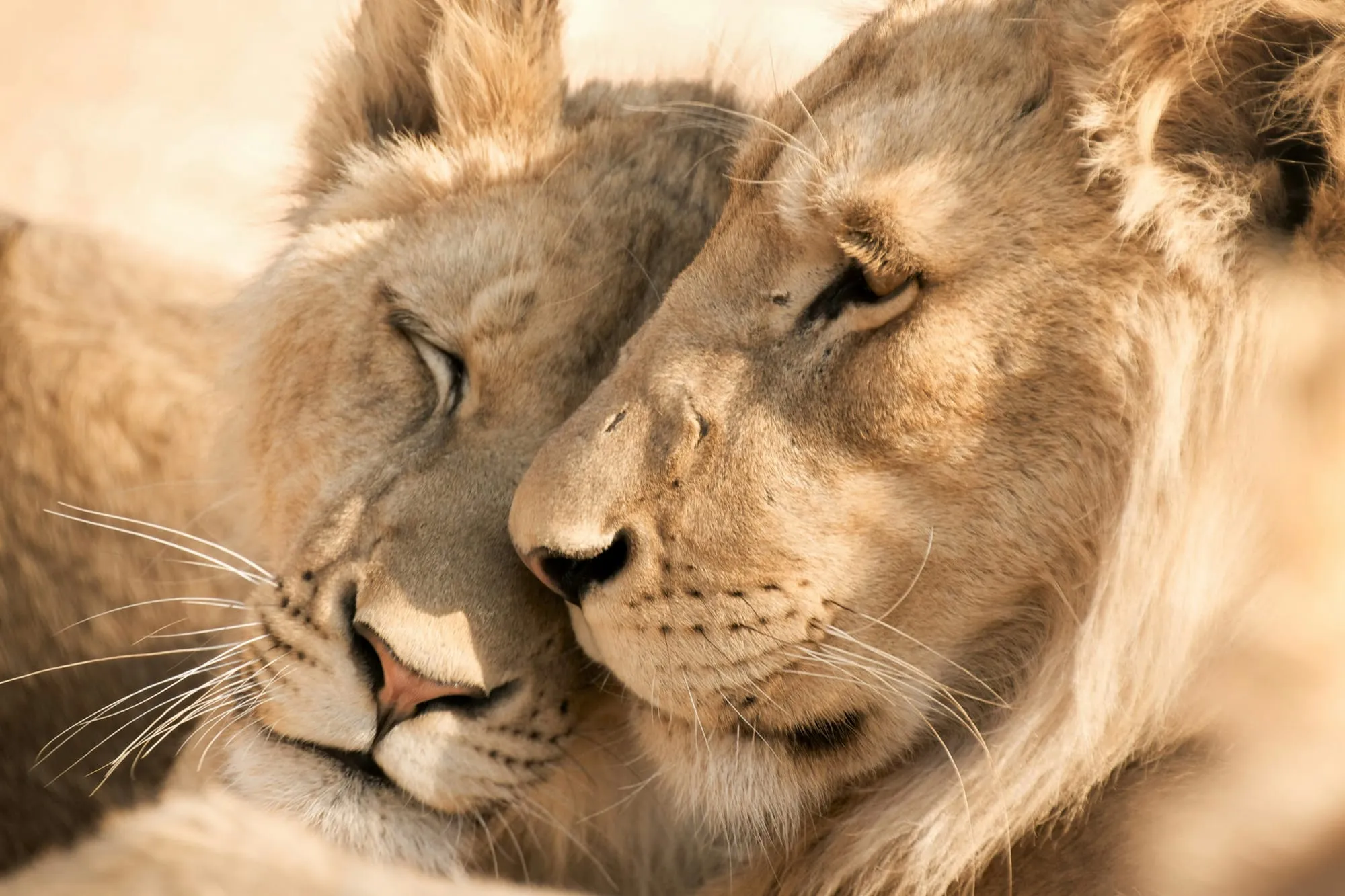 Leones en el Kruger