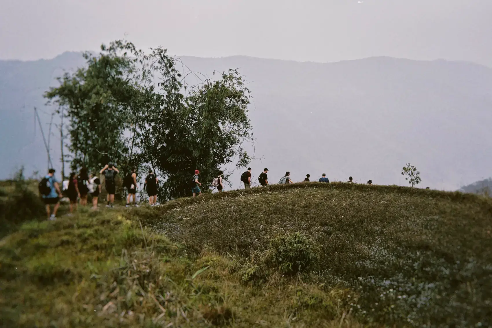 Una colina con un árbol solo y siluetas de gente caminando entre la niebla