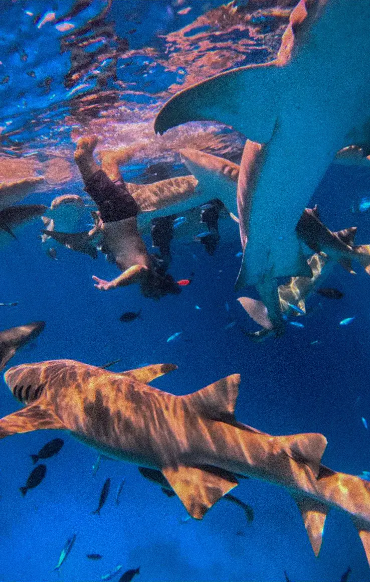 Un grupo buceando cerca de tiburones, bajo el agua