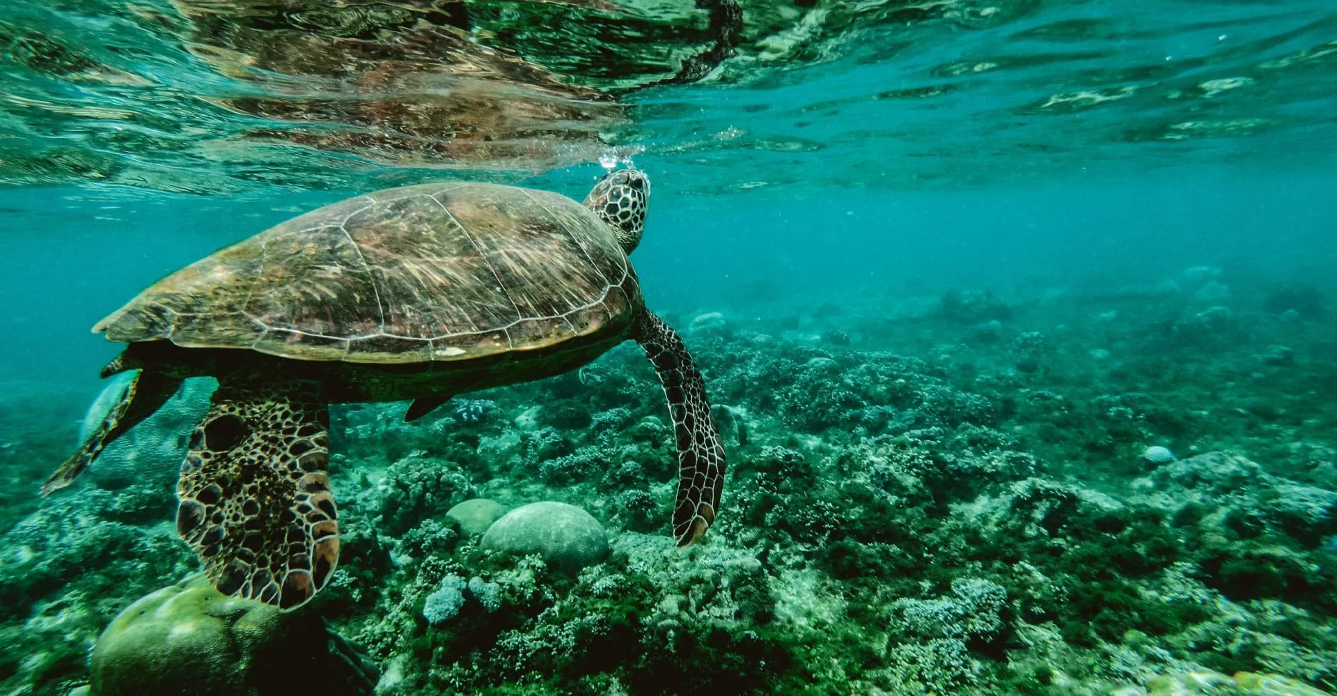 INDONESIA-BANNER-TORTUGA