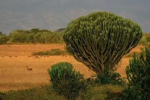 francesco-ungaro-8LOp69ILKF8-unsplash